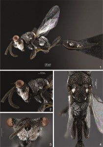 Axima nordestina (Famille Eurytomidae - Hymenoptera)       